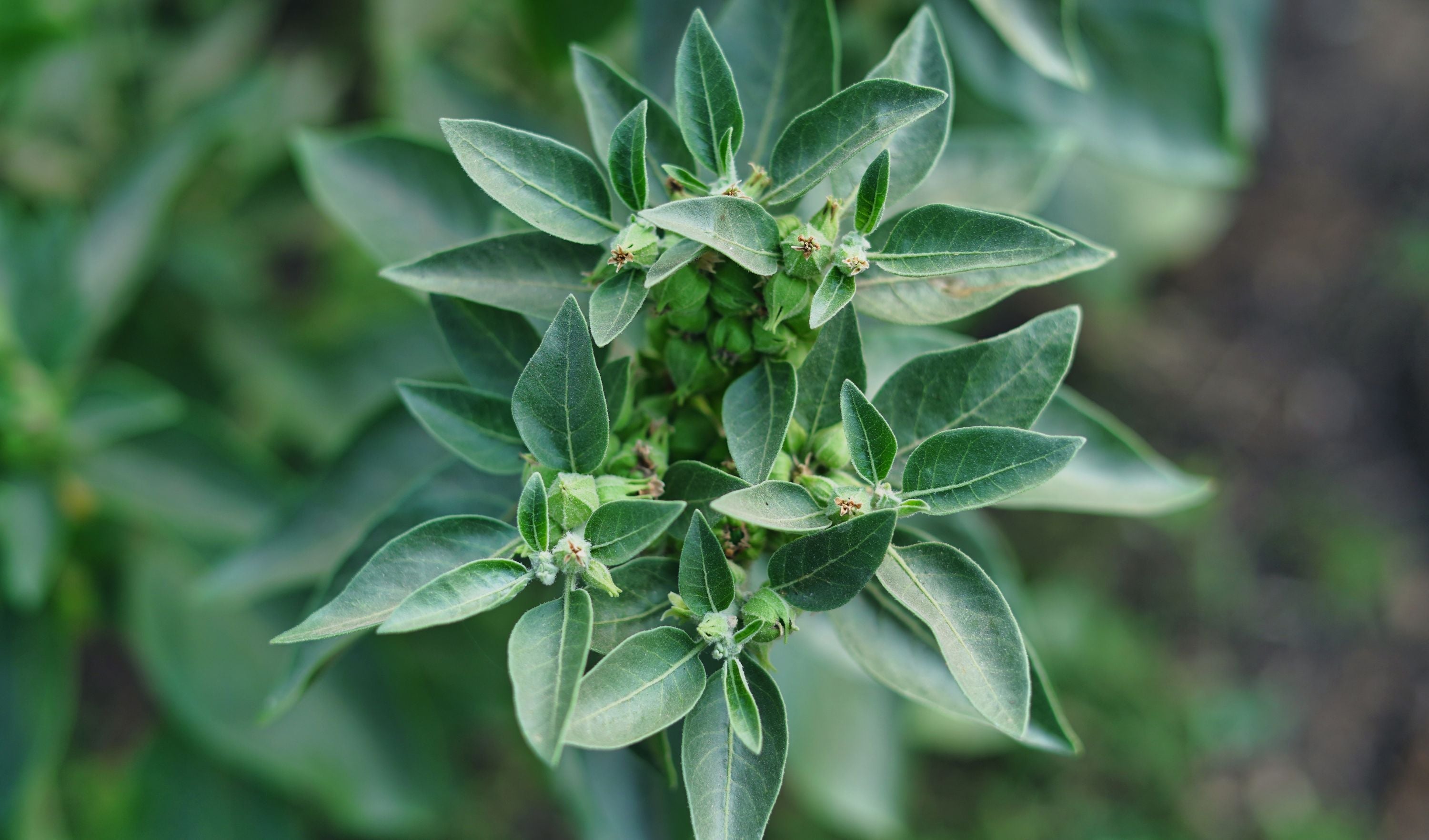 ashwagandha