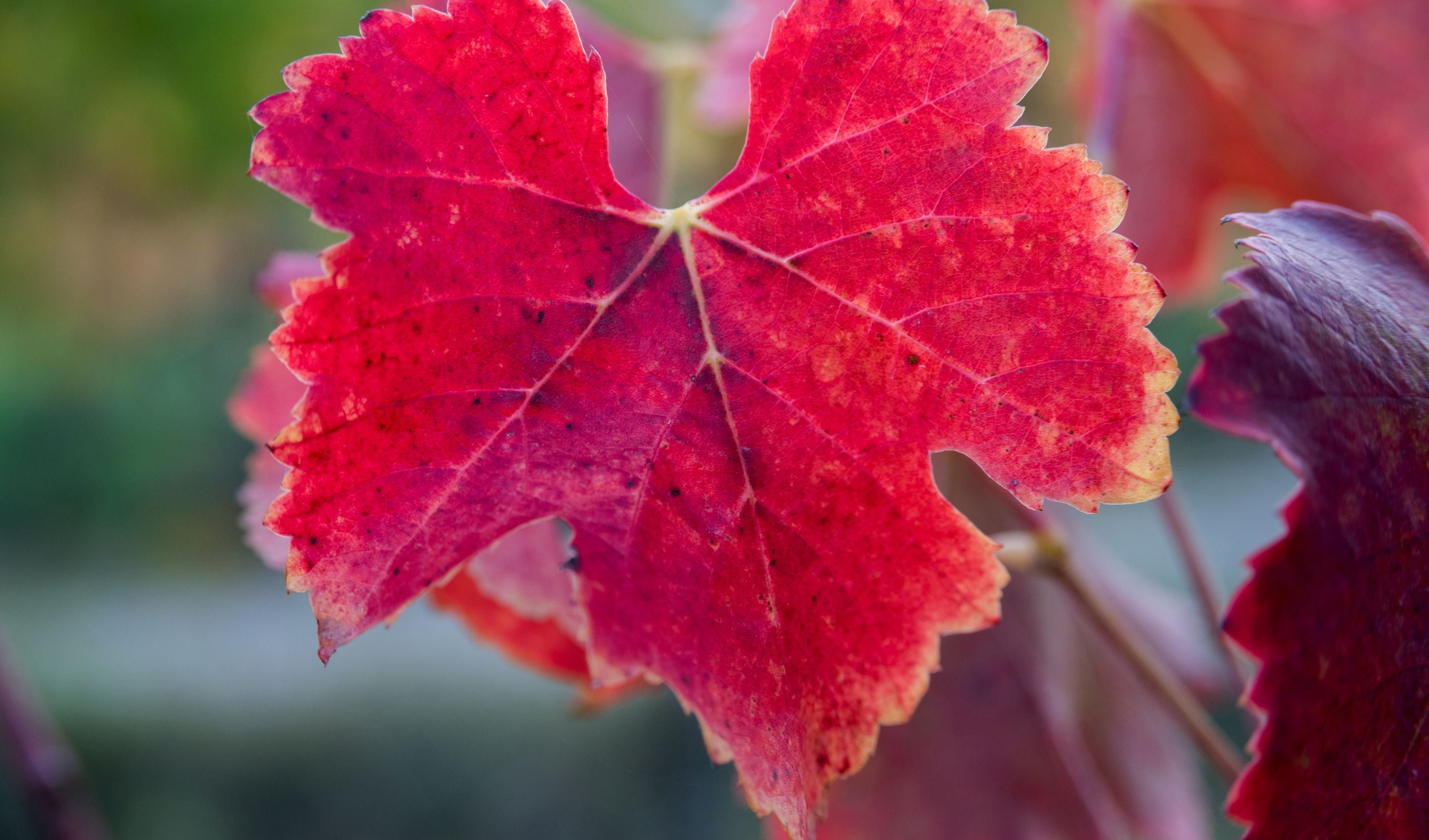 vigne rouge