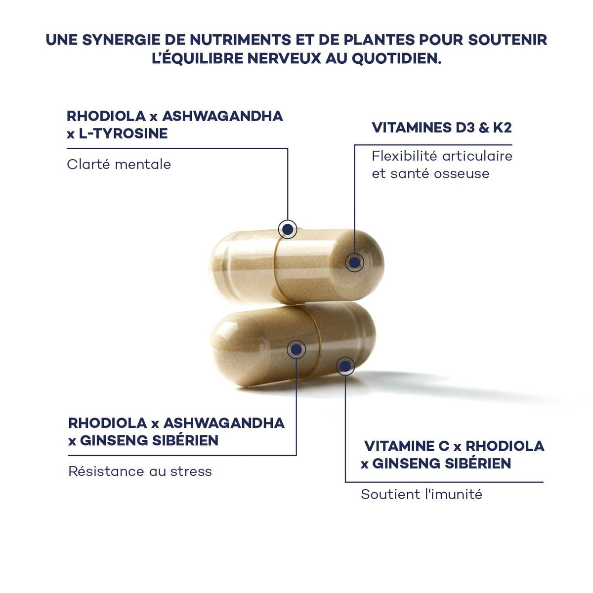 Synergie d'actifs de la Routine Découverte Longévité D-LAB : rhodiola, ashwagandha, L-tyrosine, ginseng sibérien, vitamines D3 et K2